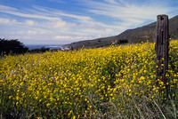 Garraparta State Park Wildflowers, Pacific Coast, California