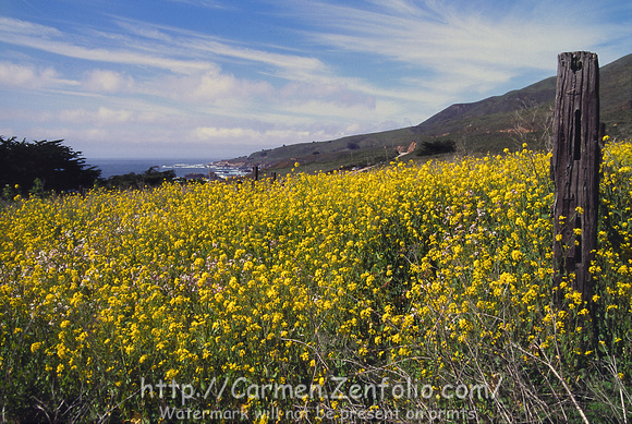 Garraparta State Park Wildflowers, Pacific Coast, California