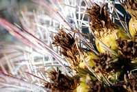 Sprint Cactus, Sagauro National Park, Arizona