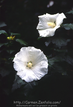 Summer Flowers, Brookville, Pennsylvania