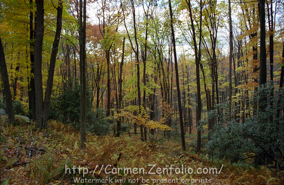 Fall Colors in Clear Creek State Park, Pennsylvania