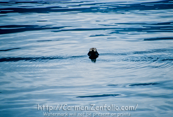 Sea Otter in Kenai Fjords National Park, Alaska